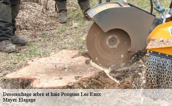 Dessouchage arbre et haie  pougues-les-eaux-58320 Mayer Elagage